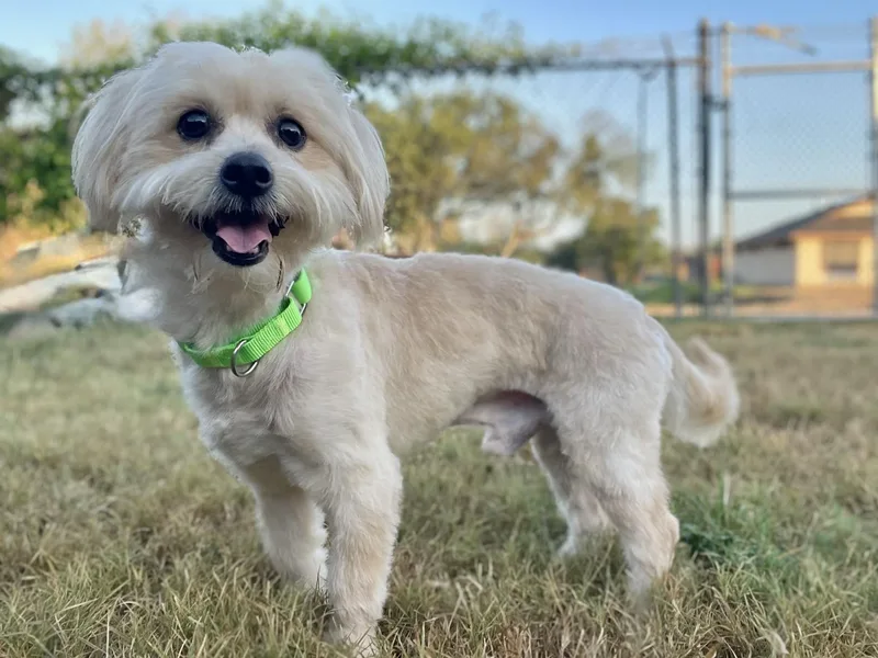 Baxter the Lhasa ApsoX thumbnail 2