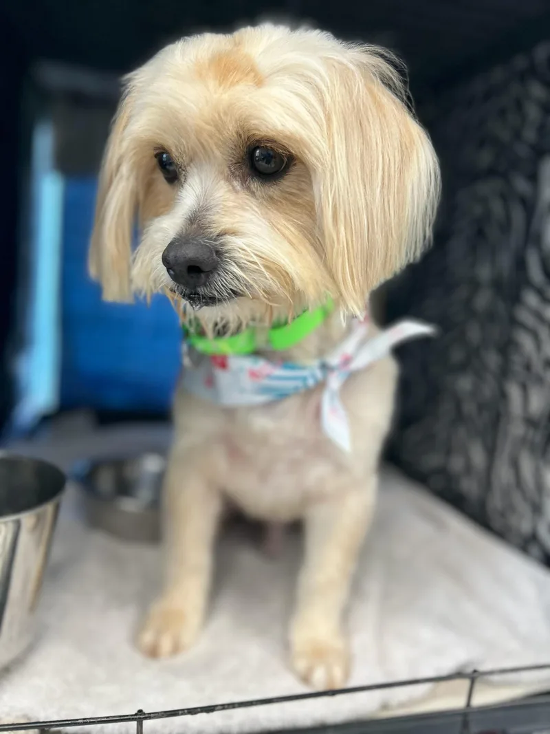 Baxter the Lhasa ApsoX thumbnail 3