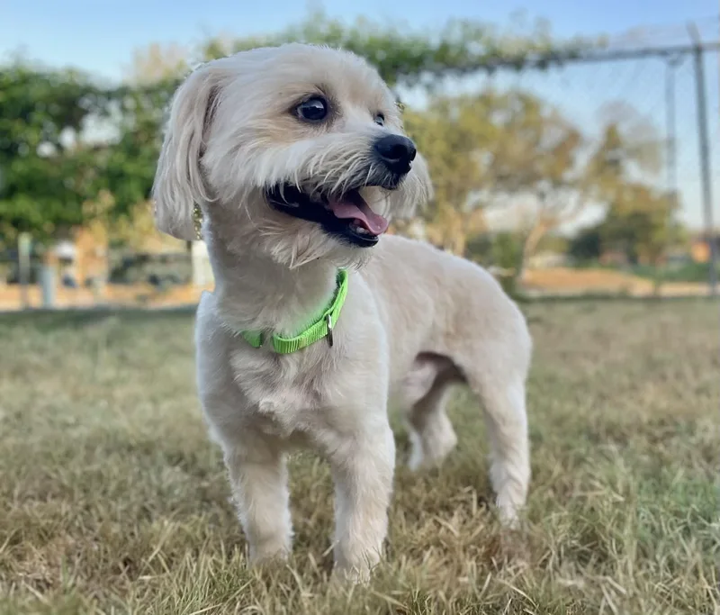 Baxter the Lhasa ApsoX thumbnail 4