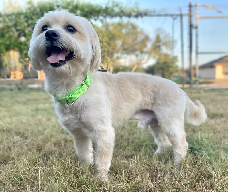 Baxter the Lhasa ApsoX thumbnail 5
