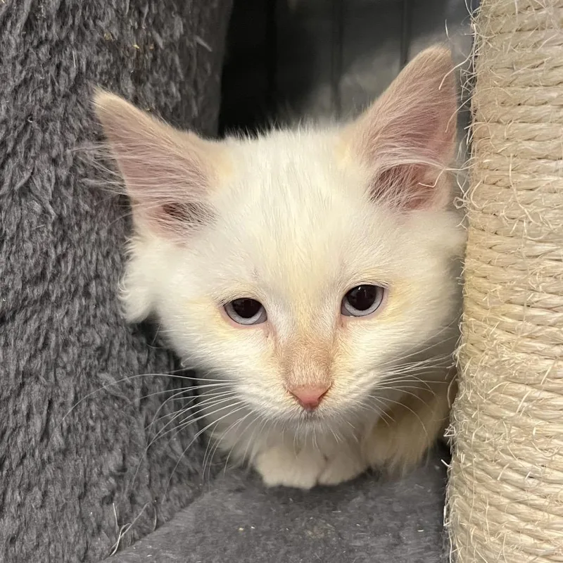 A baby small-sized male Domestic Medium Hair cat named Ambrosia for adoption in Baker City, OR