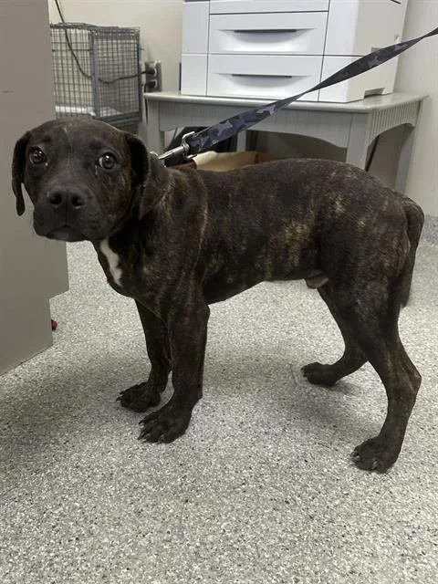A young small-sized male Pit Bull Terrier dog named Kane for adoption in Pasadena, TX
