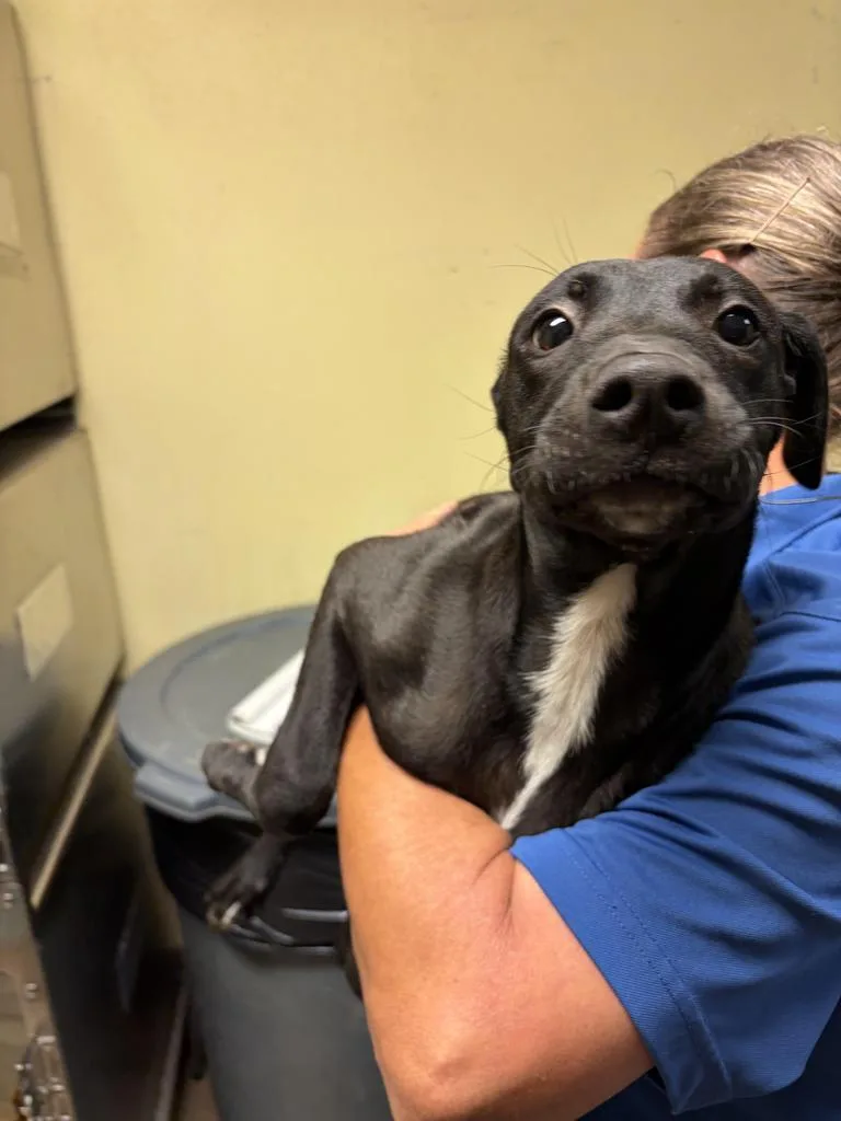 A baby medium-sized female Mixed Breed dog named Stir Fry for adoption in Florence, SC