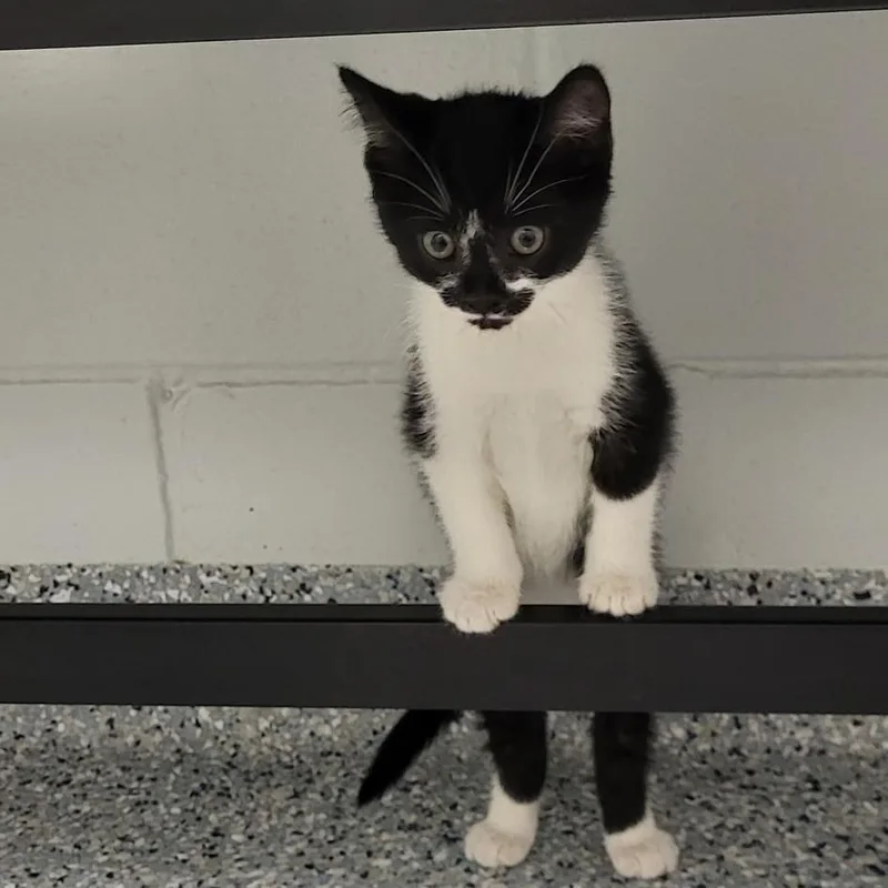A baby small-sized female Black Domestic Short Hair cat named Surprise for adoption in Dayton, OH