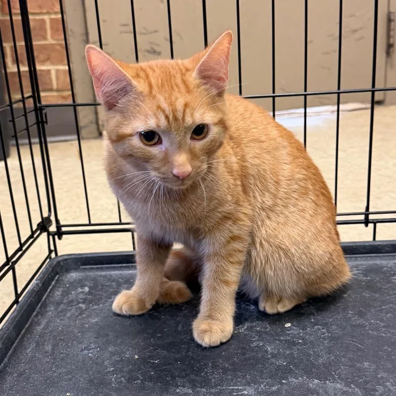 A baby medium-sized male Orange / Red Domestic Short Hair cat named Louie for adoption in Birmingham, AL