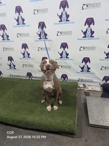 An adult medium-sized male Pit Bull Terrier dog named Buckaroo for adoption in Orlando, FL