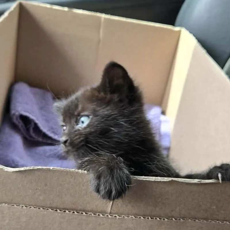 A baby small-sized male Black Domestic Short Hair cat named Squeaks for adoption in West Plains, MO