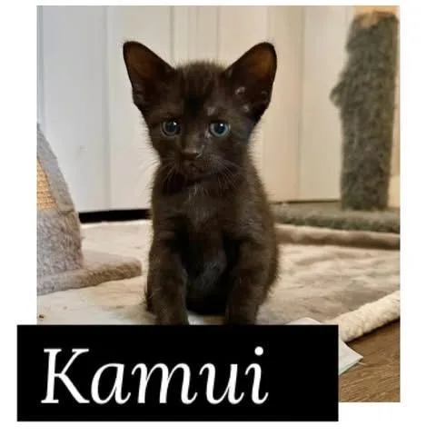 A baby medium-sized male Domestic Short Hair cat named Kamui for adoption in Vacaville, CA