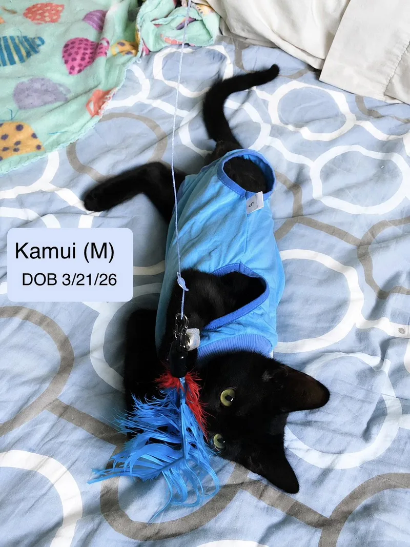 Kamui thumbnail 2