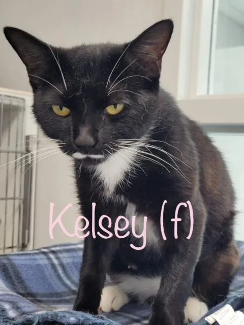 An adult large-sized female Domestic Short Hair cat named Kelsey for adoption in New Bern, NC