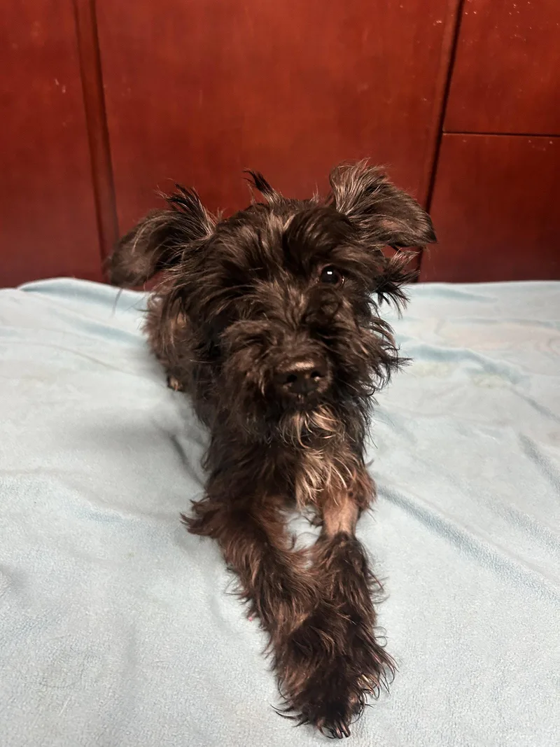 An adult small-sized female Schnauzer dog named Mystique for adoption in Pipe Creek, TX