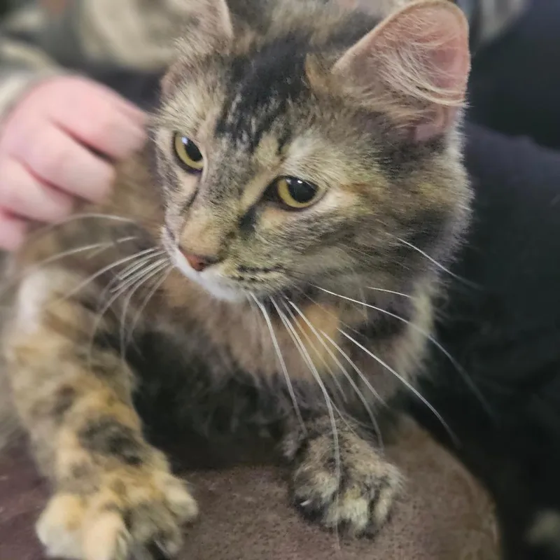 An adult large-sized female Torbie Domestic Long Hair cat named Millie for adoption in Watertown, NY