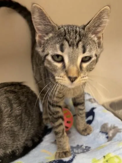 A baby medium-sized female Domestic Short Hair cat named Itty I AM for adoption in East Brookfield, MA