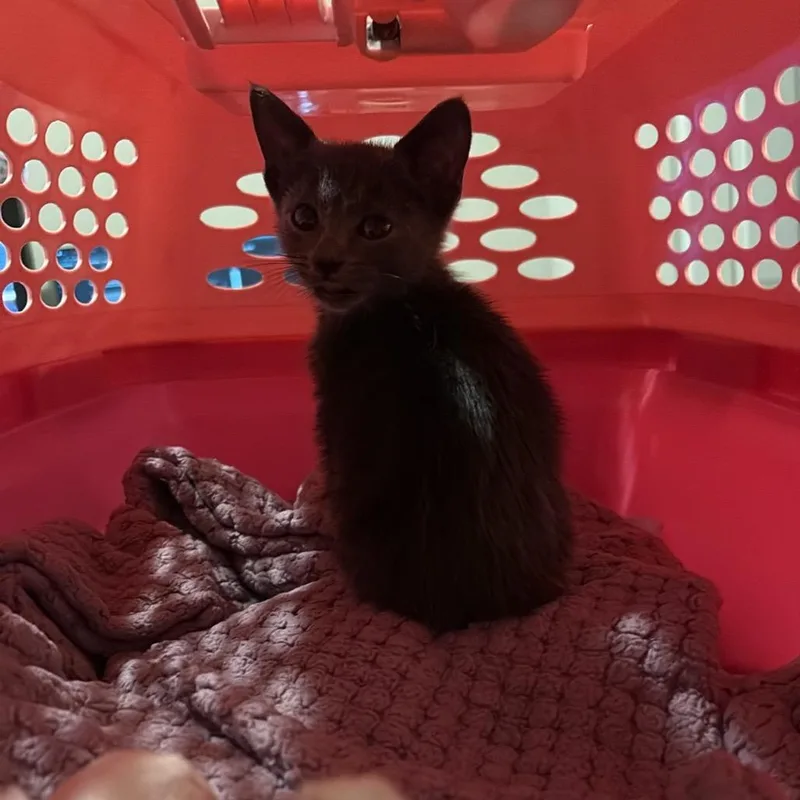 A baby small-sized male Gray / Blue / Silver Russian Blue cat named Buttons for adoption in San Antonio, TX