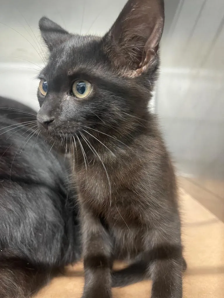 A baby large-sized male Domestic Short Hair cat named Mike for adoption in Cartersville , GA