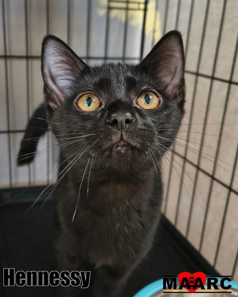 A baby medium-sized male Domestic Short Hair cat named Hennessy for adoption in Maryville, TN
