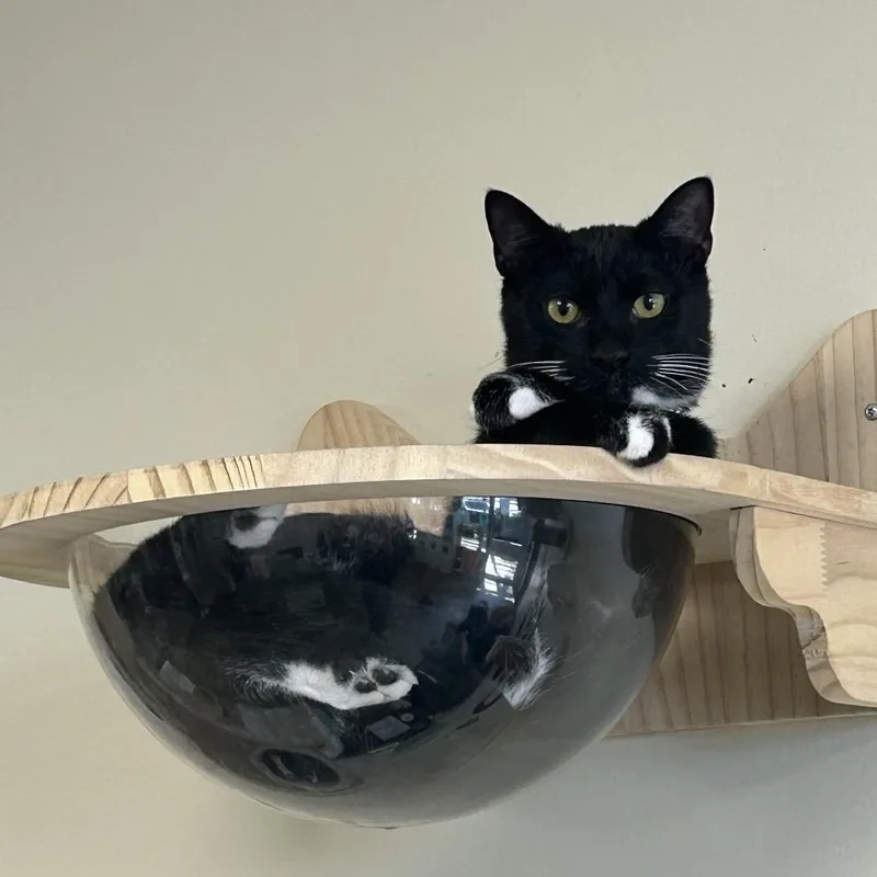 A young small-sized male Black Domestic Short Hair cat named Candyman for adoption in Huntsville, AL
