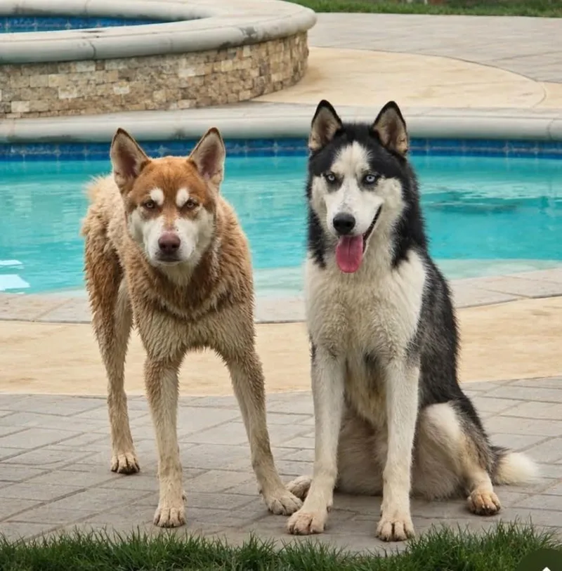 A young medium-sized male Siberian Husky dog named Marco for adoption in Largo, FL