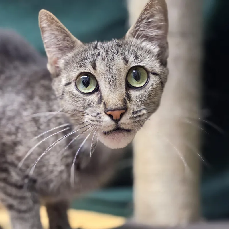 A young medium-sized female Tabby (Brown / Chocolate) Manx cat named Judge for adoption in Lowell, AR