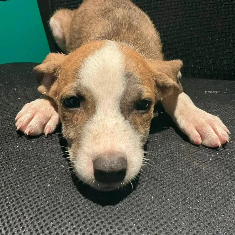 A baby medium-sized male Hound dog named Draco for adoption in Minneapolis, MN