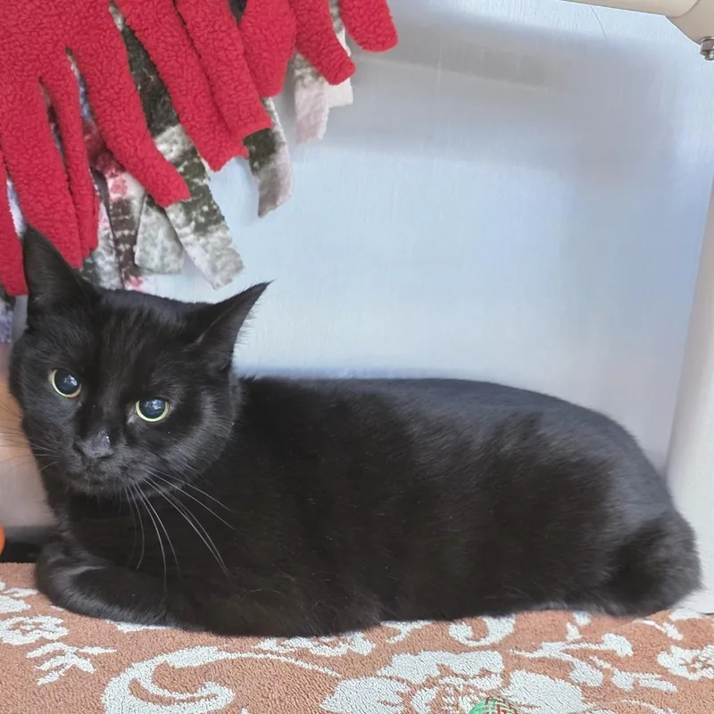 An adult medium-sized male Black Domestic Short Hair cat named Benjamin for adoption in Fort Wayne, IN