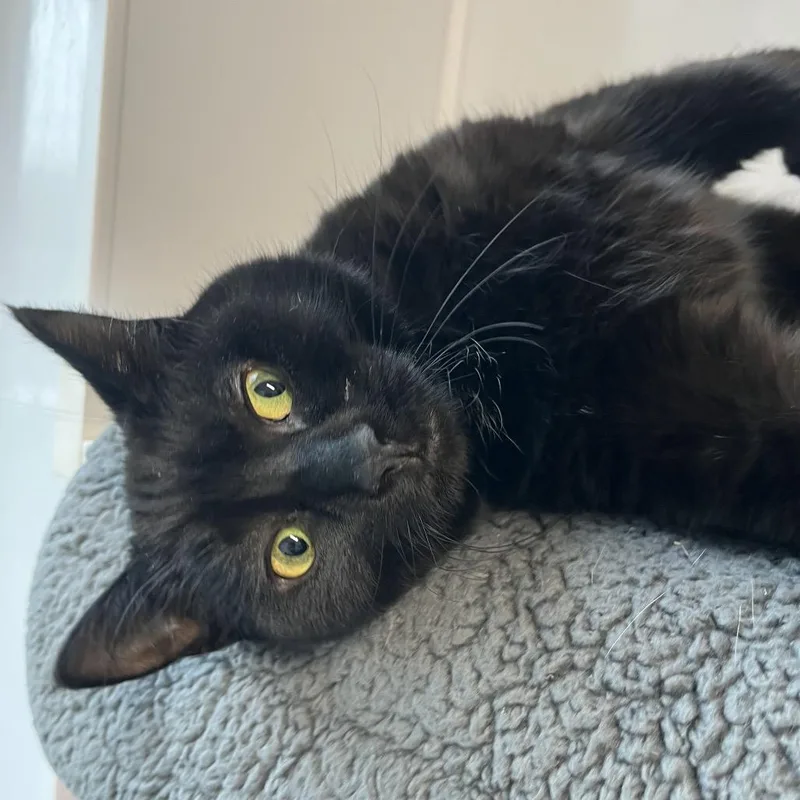 Benjamin thumbnail 2