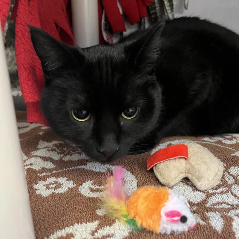 Benjamin thumbnail 3