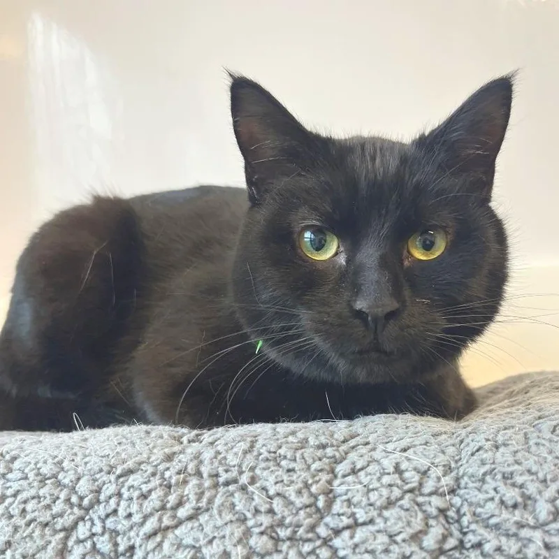 Benjamin thumbnail 4