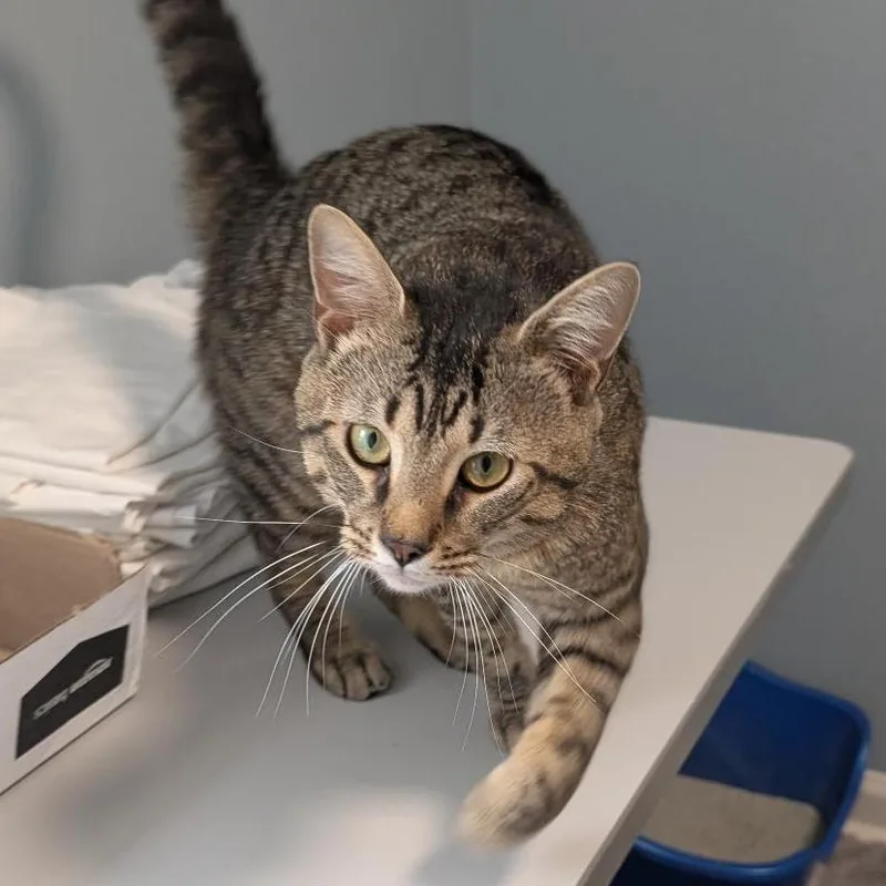 An adult medium-sized male Gray / Blue / Silver American Shorthair cat named Dr. Pepper for adoption in Freeport, FL