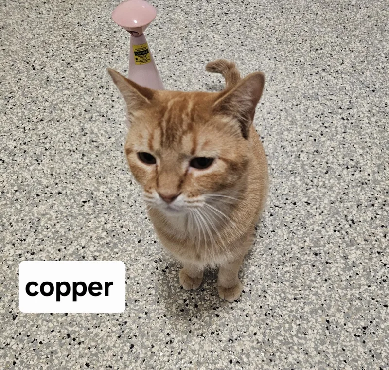 An adult medium-sized female Orange & White Domestic Short Hair cat named Copper for adoption in Lincoln, IL