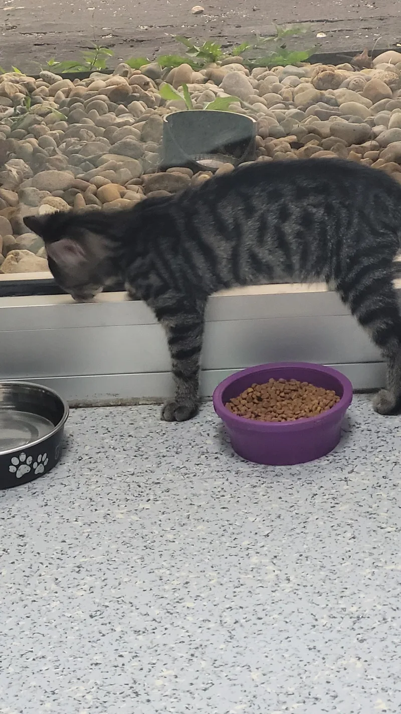 A young medium-sized male Tabby (Buff / Tan / Fawn) Domestic Short Hair cat named Bernard for adoption in Sunset Hills, MO