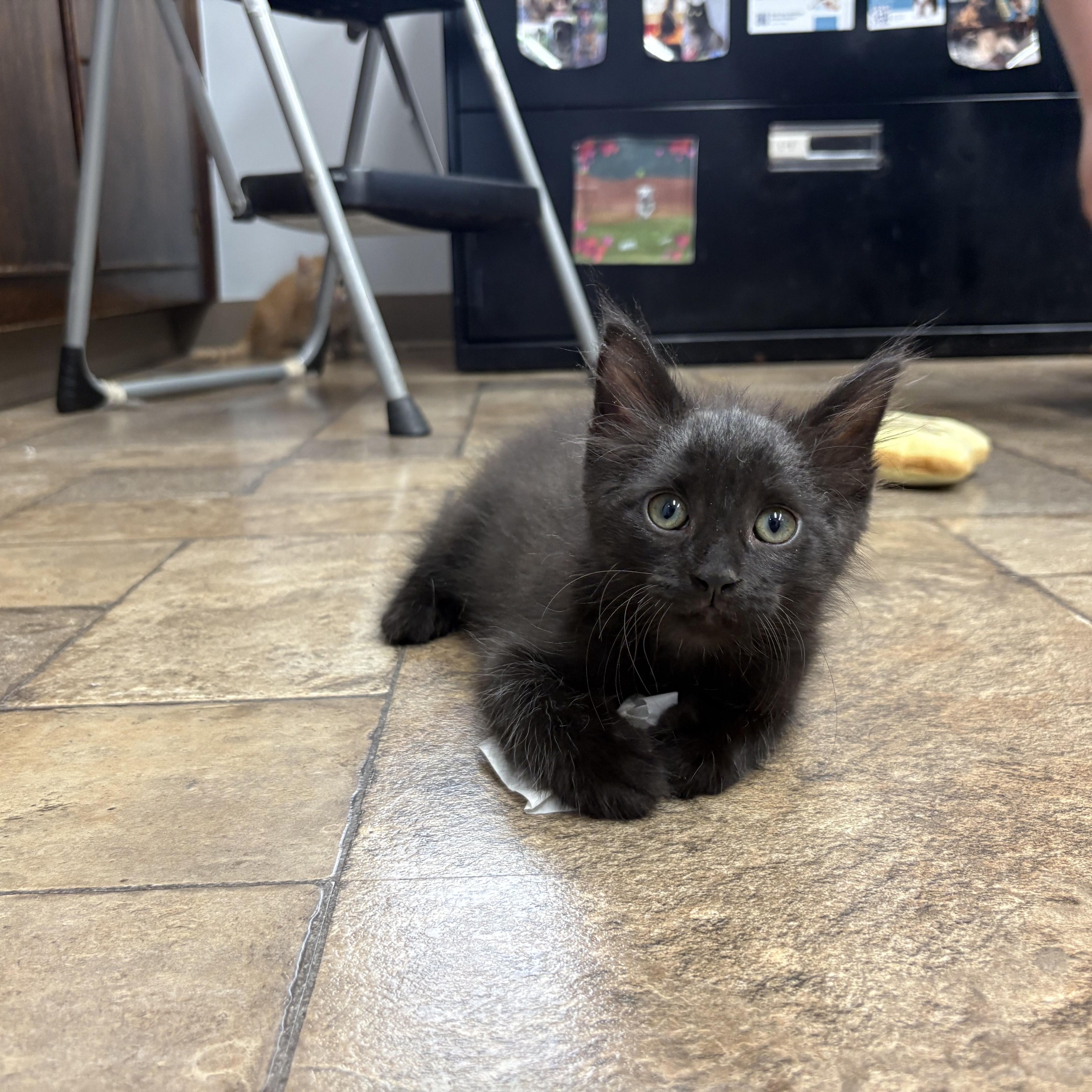 A baby small-sized female Domestic Short Hair cat named Lorelai Best friends with for adoption in West Jefferson, OH