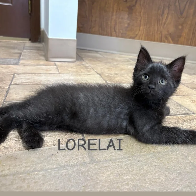 Lorelai Best friends with thumbnail 4