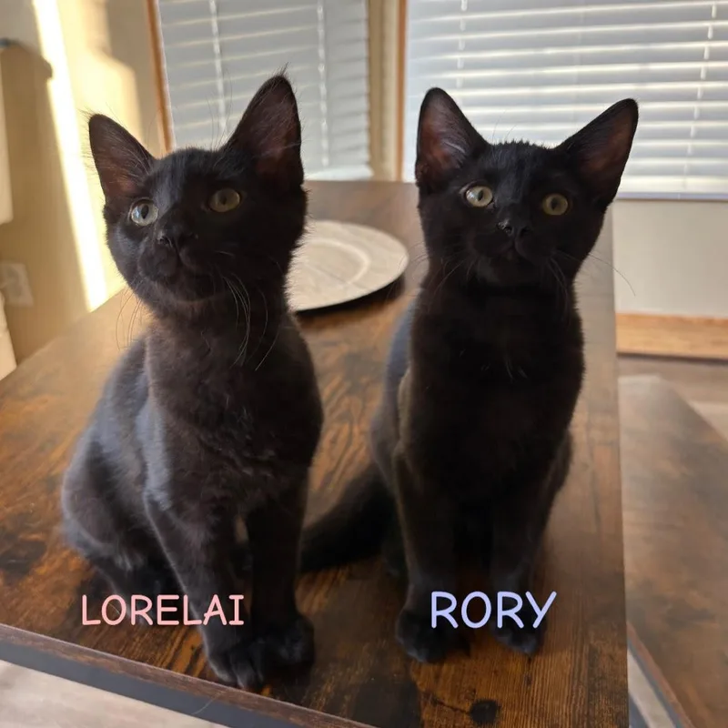 Lorelai Best friends with thumbnail 5