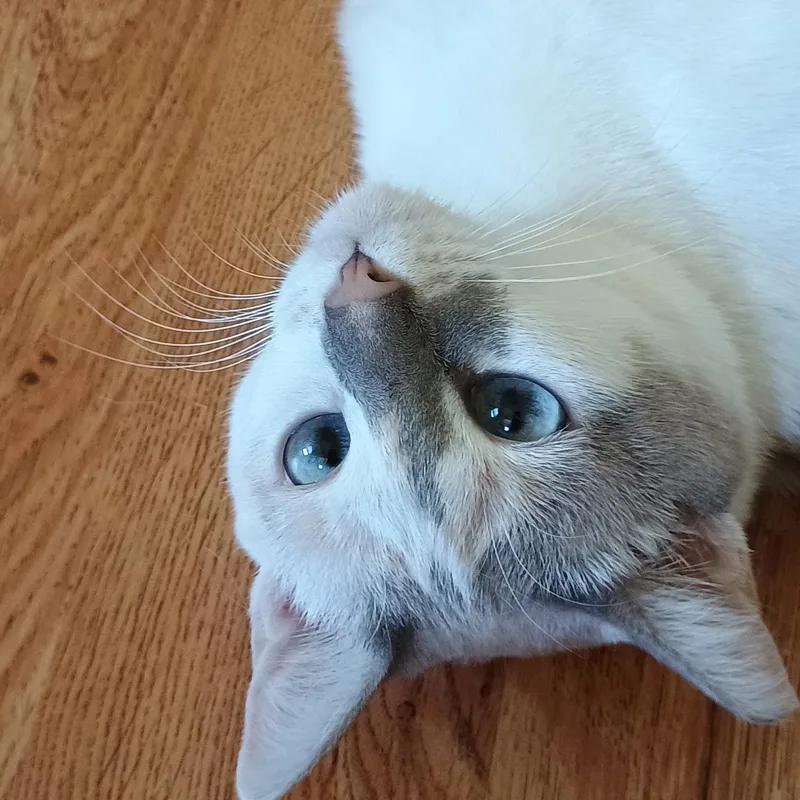 An adult medium-sized female Buff & White Domestic Short Hair cat named Meezer for adoption in Denver, NC