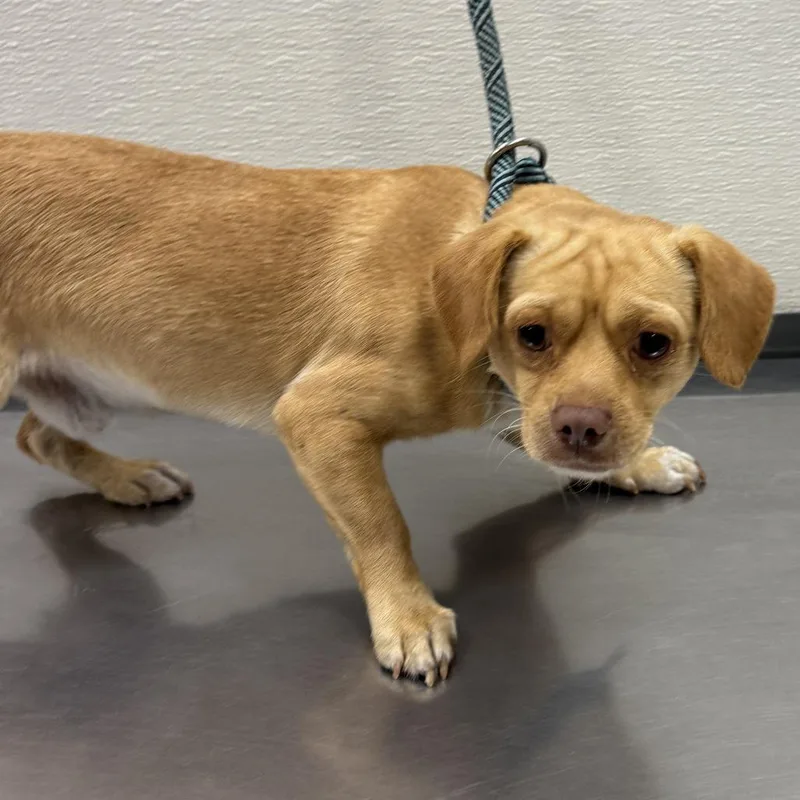An adult small-sized male Brown / Chocolate Mixed Breed dog named 112446 for adoption in Las Cruces, NM