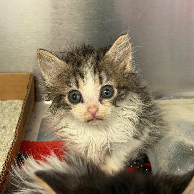 A baby small-sized male Gray / Blue / Silver Domestic Long Hair cat named Fuzzy Wuzzy for adoption in Martinsville, VA