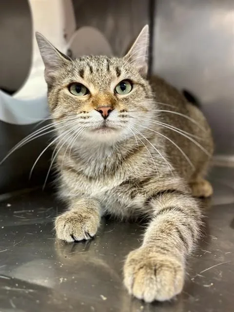 A young medium-sized female Domestic Short Hair cat named Boodles for adoption in York, SC