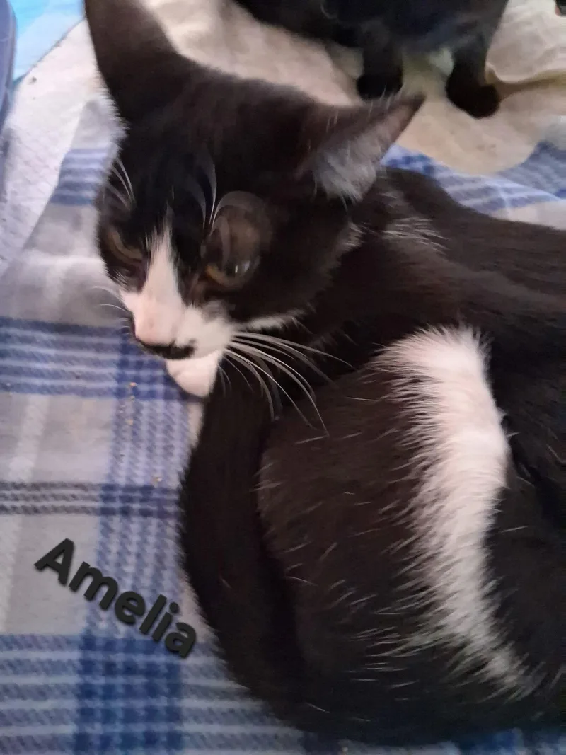 A young medium-sized female Black & White / Tuxedo Domestic Short Hair cat named Amelia for adoption in Longwood, FL