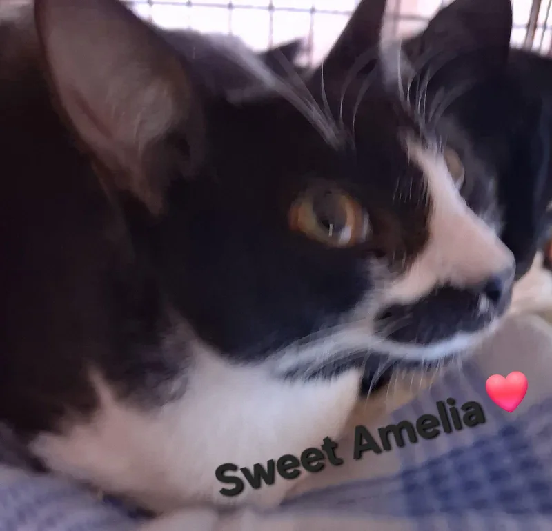 Amelia thumbnail 3