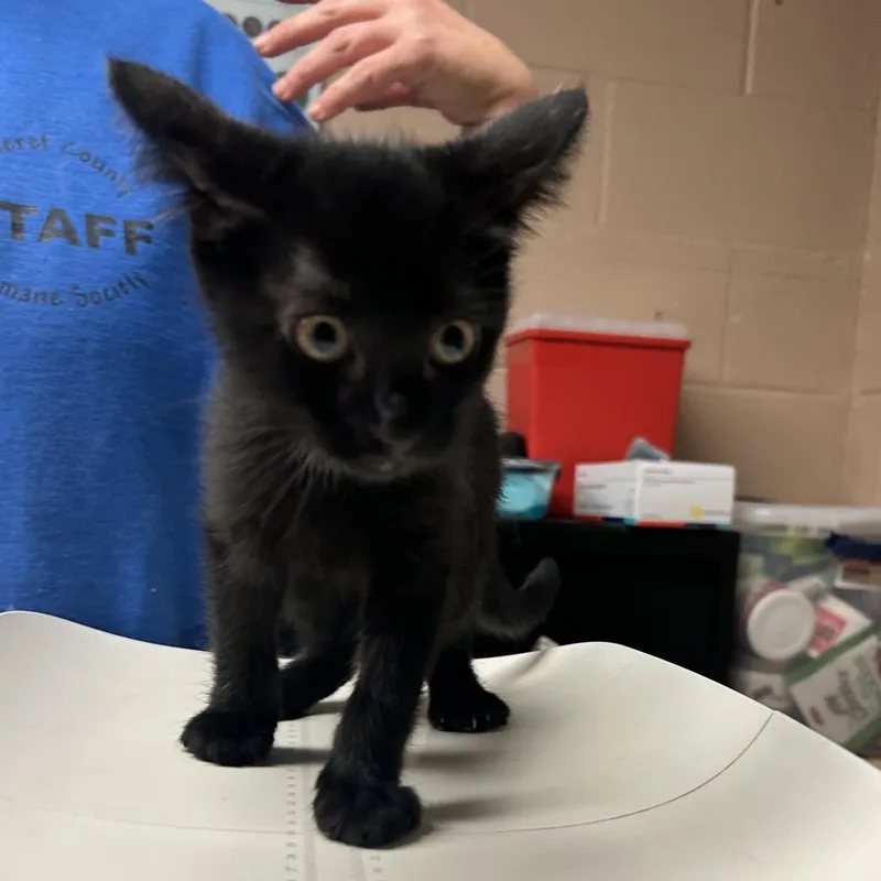 A baby small-sized female Black Domestic Short Hair cat named Scrabble for adoption in Newport, NC