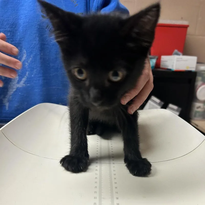 Scrabble thumbnail 2