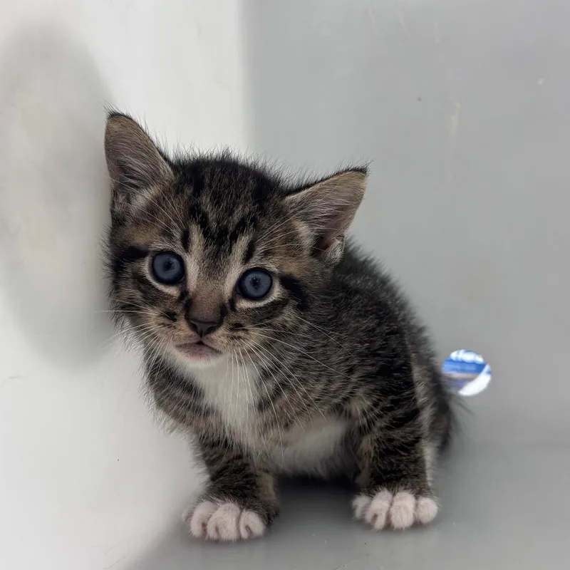 A baby small-sized male Brown / Chocolate Domestic Short Hair cat named Strayromancourt for adoption in Columbus, GA