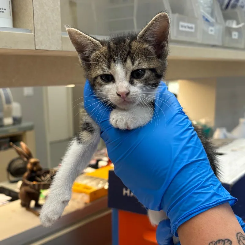 A baby small-sized female Brown / Chocolate Domestic Short Hair cat named Sunrise for adoption in Westminster, CA