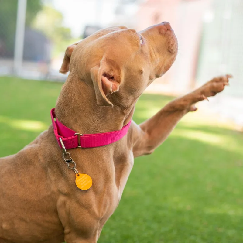 An adult medium-sized female Brown / Chocolate Pit Bull Terrier dog named Rose for adoption in Warwick, RI