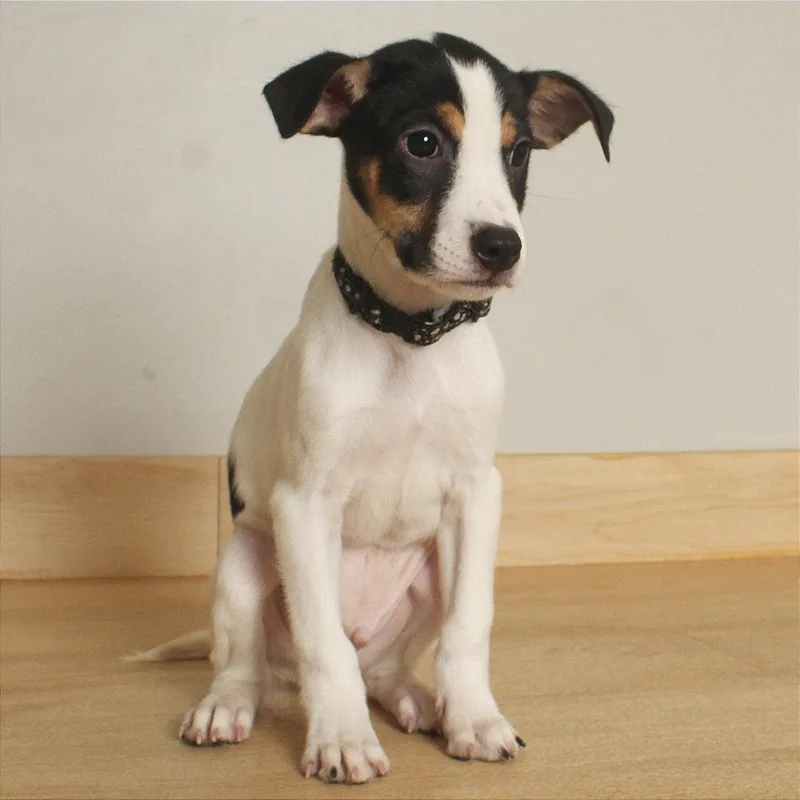 A baby small-sized male White / Cream Fox Terrier dog named Simon D for adoption in Minnetonka, MN