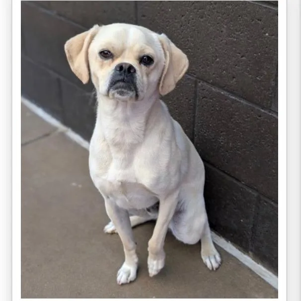 An adult medium-sized male White / Cream Pug dog named Luca for adoption in Tacoma, WA