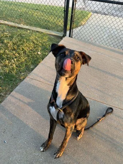 An adult large-sized male Mixed Breed dog named Jade for adoption in Memphis, TN