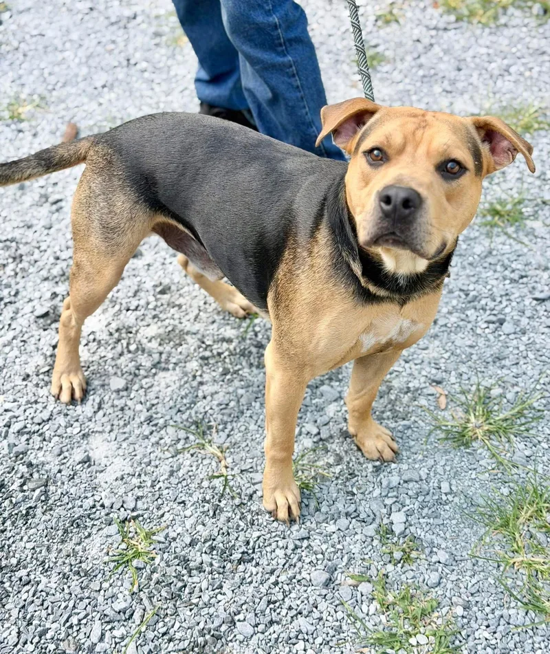 An adult medium-sized male American Staffordshire Terrier dog named Zeus for adoption in Elizabethtown, NC