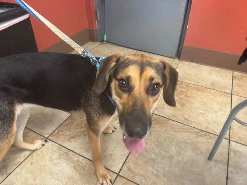 An adult large-sized female Tricolor (Brown, Black, & White) Mixed Breed dog named Natty Light for adoption in Cincinnati, OH